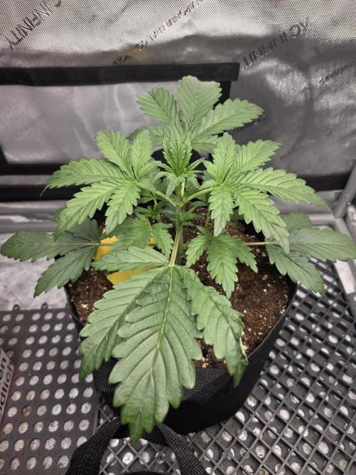 Pure Michigan auto. Week 3