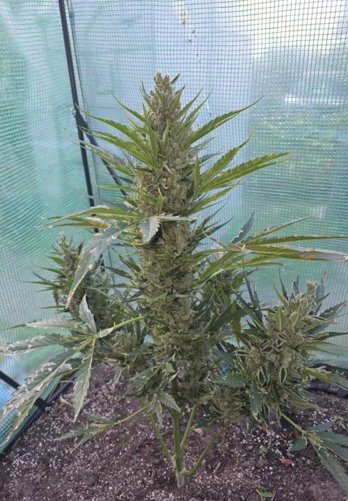Killer Haze Auto - Outdoor. Week 12 - Day 80