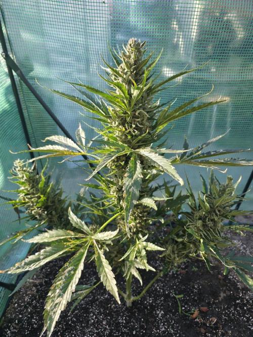 Killer Haze Auto - Outdoor. Week 12 - Day 81