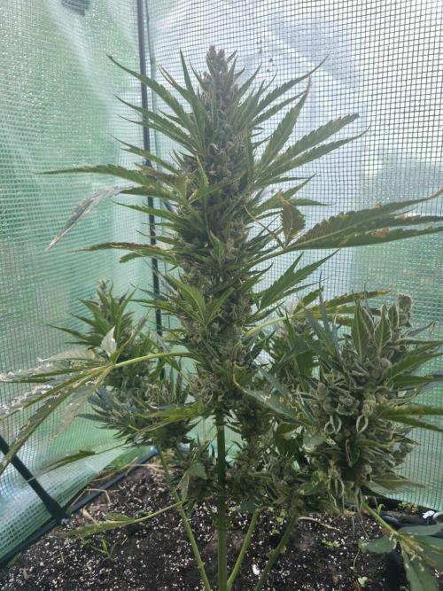 Killer Haze Auto - Outdoor. Week 12 - Day 82