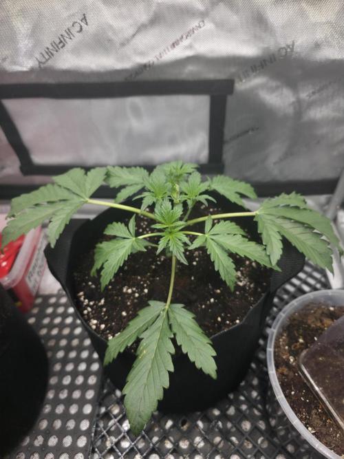 Pure Michigan Auto. Week 3 - Day 20