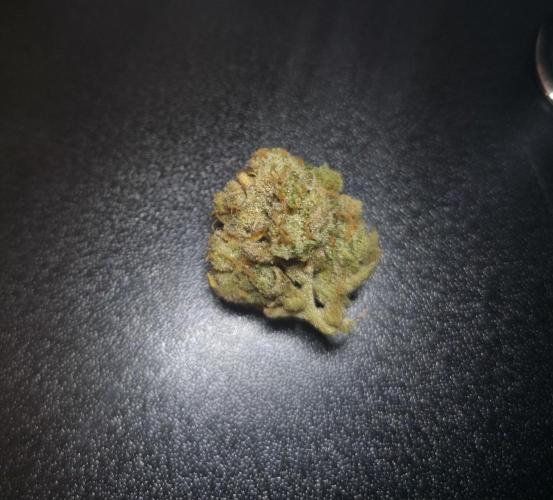 Amnesia Bilbo Auto - Genehtik. Week 13
