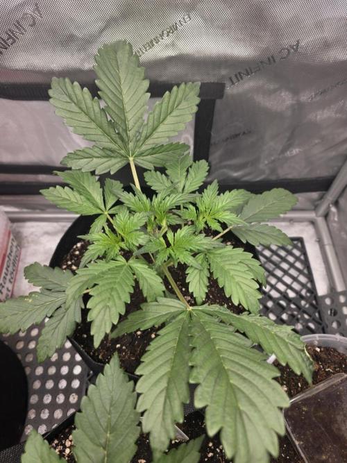 Pure Michigan Auto. Week 3 - Day 21