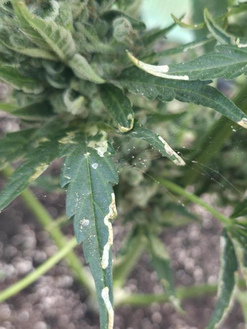 Killer Haze Auto - Outdoor. Week 12 - spider mites?
