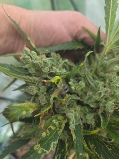 Killer Haze Auto - Outdoor. Week 12 - Oh no ...