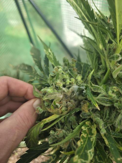 Killer Haze Auto - Outdoor. Week 12