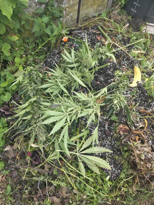 Killer Haze Auto - Outdoor. Week 12