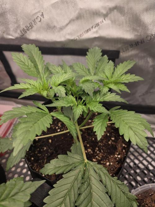 Pure Michigan Auto. Week 4 - Tag 22