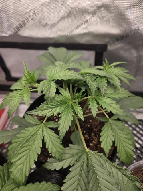 Pure Michigan Auto. Week 4 - Tag 23