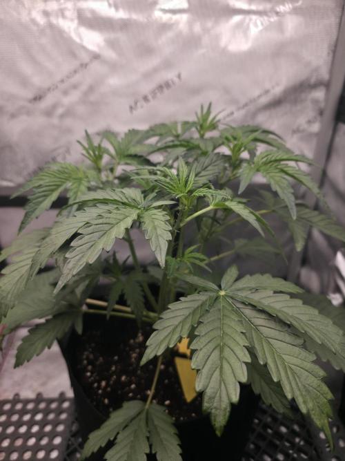 Pure Michigan Auto. Week 4 - Tag 26