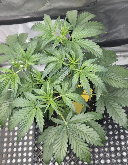 Pure Michigan auto. Week 4