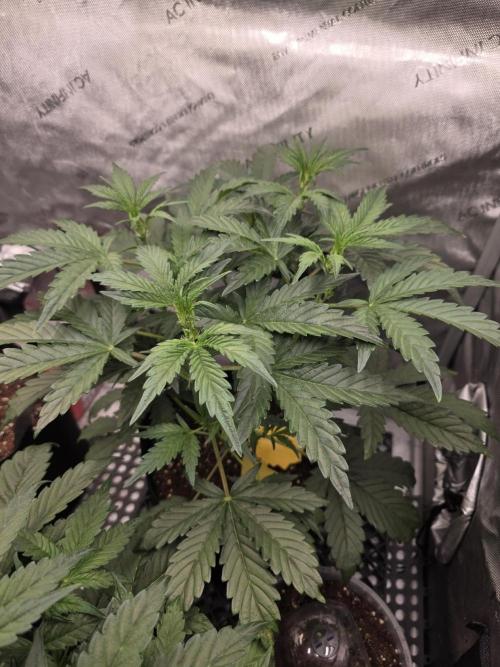 Pure Michigan Auto. Week 4 - Tag 28