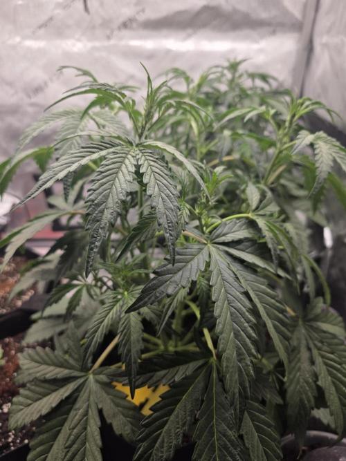 Pure Michigan Auto. Week 5 - Tag 29