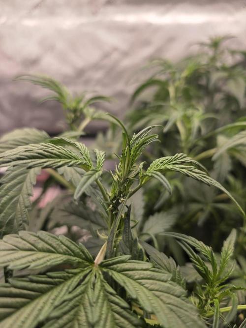 Pure Michigan Auto. Week 5 - Tag 29