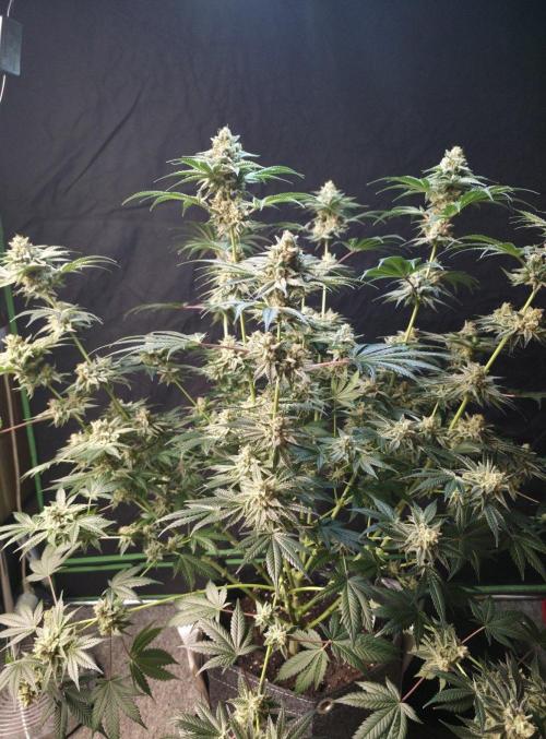 Orange Creampop - HSC. Week 15 - Day 94