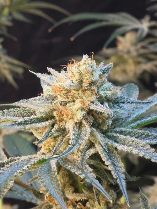 Orange Creampop - HSC. Week 15 - Day 94