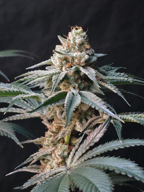 Orange Creampop - HSC. Week 15 - Day 94