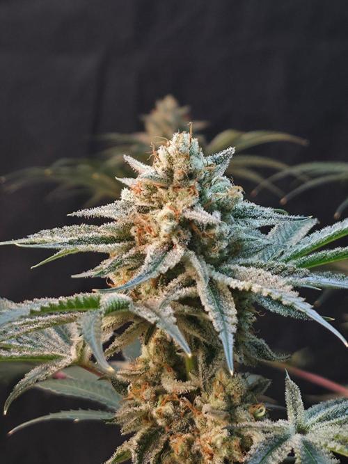 Orange Creampop - HSC. Week 15 - Day 94