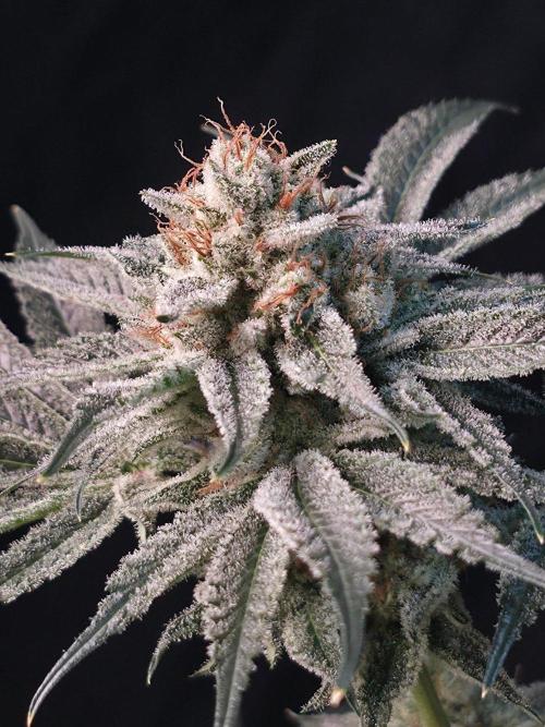 Orange Creampop - HSC. Week 15 - Day 94