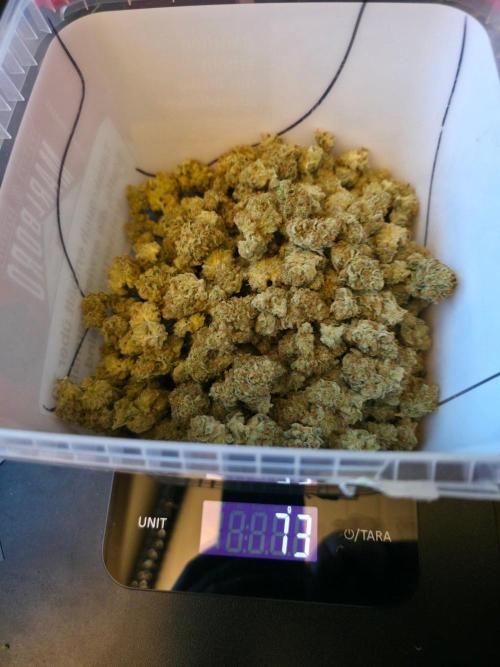 Orange Creampop - HSC. Week 15