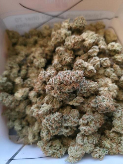 Orange Creampop - HSC. Week 15
