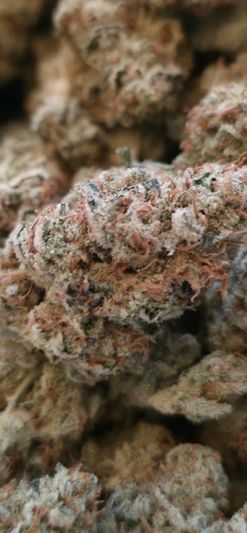Orange Creampop - HSC. Week 15