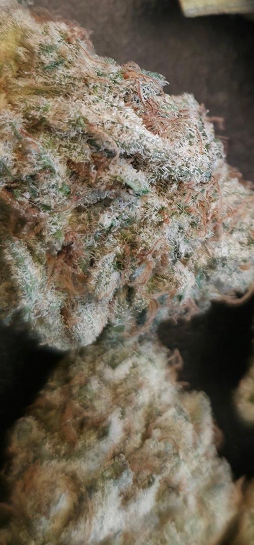 Orange Creampop - HSC. Week 15