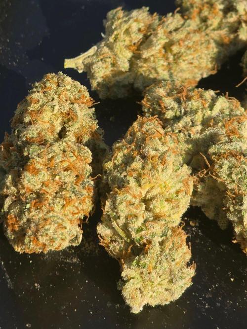 Orange Creampop - HSC. Week 15