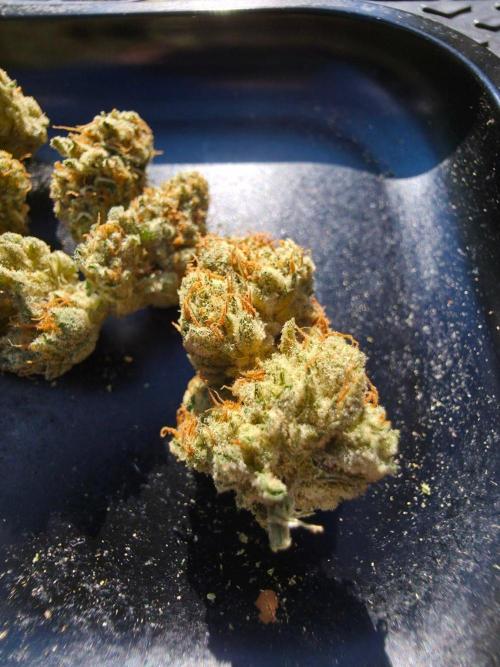 Orange Creampop - HSC. Week 15