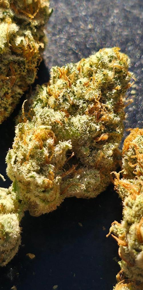 Orange Creampop - HSC. Week 15