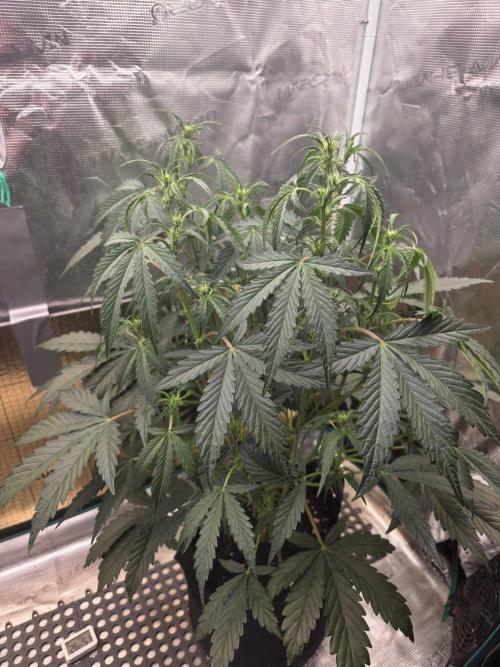 Pure Michigan Auto. Week 5 - Tag 33