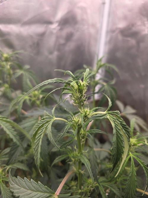Pure Michigan Auto. Week 5 - Tag 33