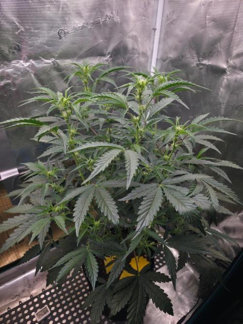 Pure Michigan Auto. Week 5 - Tag 35