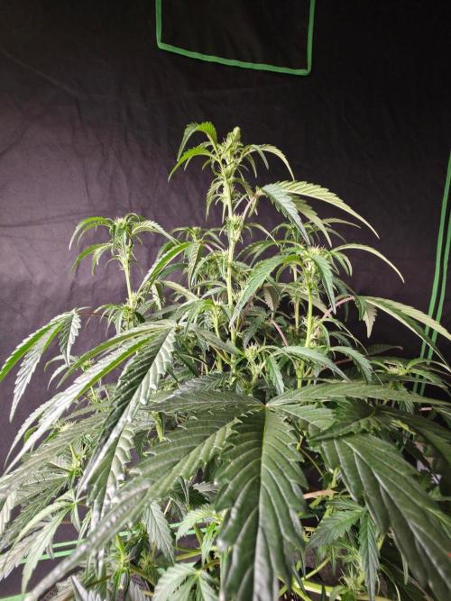 Pure Michigan Auto. Week 6 - Tag 36