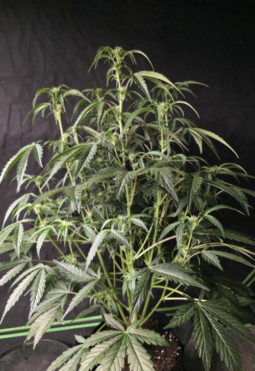 Pure Michigan Auto. Week 6 - Tag 36