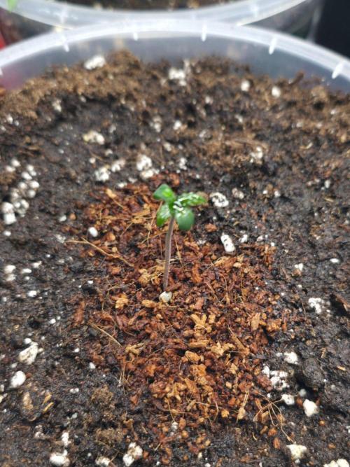 Next of Kin. Week 1