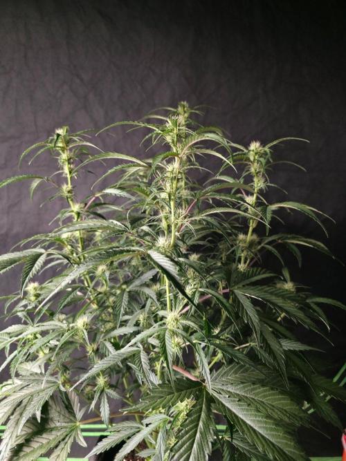 Pure Michigan Auto. Week 6 - Day 39