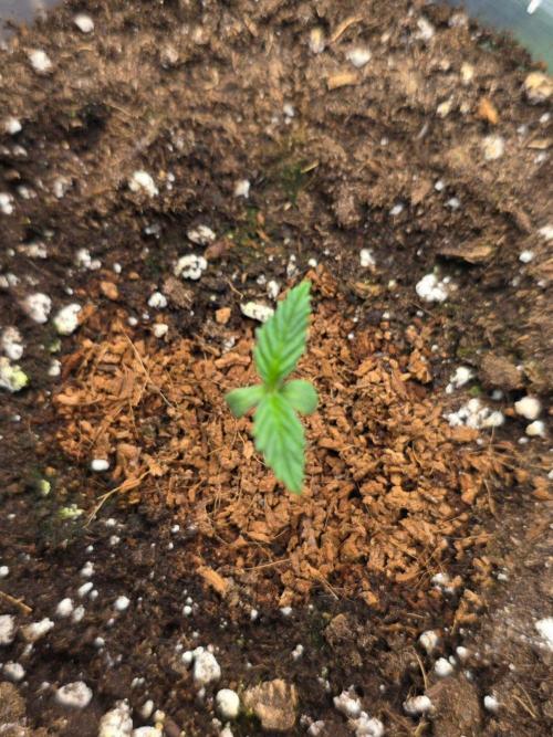 Next of Kin. Week 1