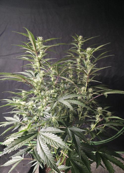 Pure Michigan auto. Week 6