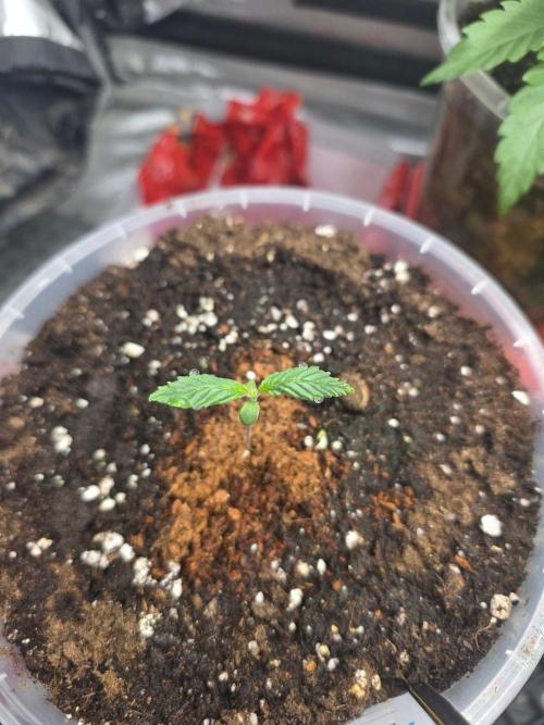 Next of Kin. Week 1