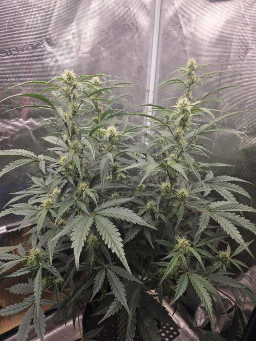 Pure Michigan Auto. Week 7 - Tag 43