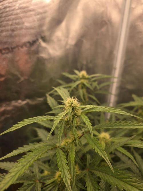 Pure Michigan Auto. Week 7 - Tag 43