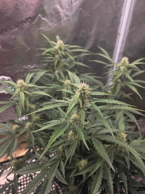 Pure Michigan Auto. Week 7 - Tag 45