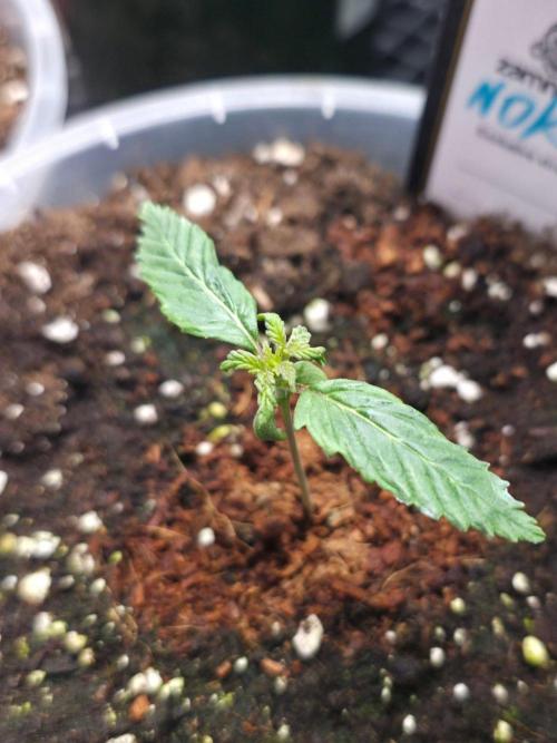 Next of KIN - Super Strains. Week 2 - Tag 10