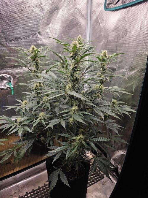 Pure Michigan Auto. Week 7 - Tag 47