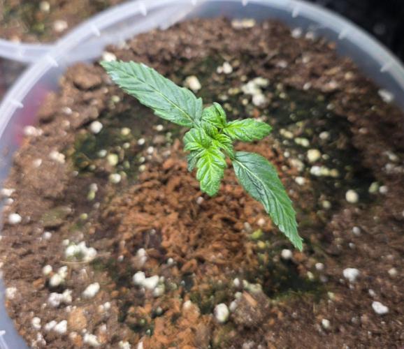 Next of KIN - Super Strains. Week 2 - Tag 12
