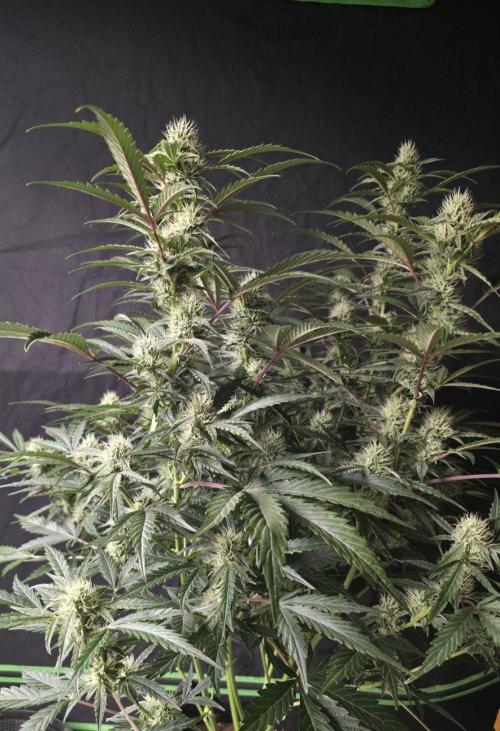Pure Michigan Auto. Week 7 - Tag 49