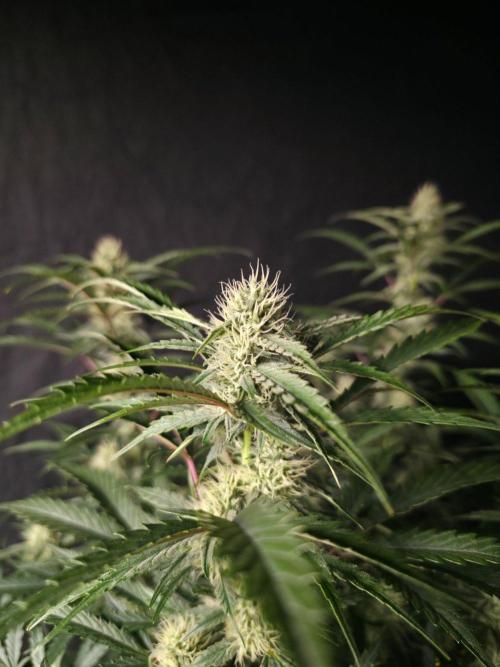 Pure Michigan Auto. Week 7 - Tag 49