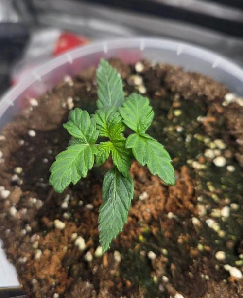 Next of KIN - Super Strains. Week 2 - Tag 14