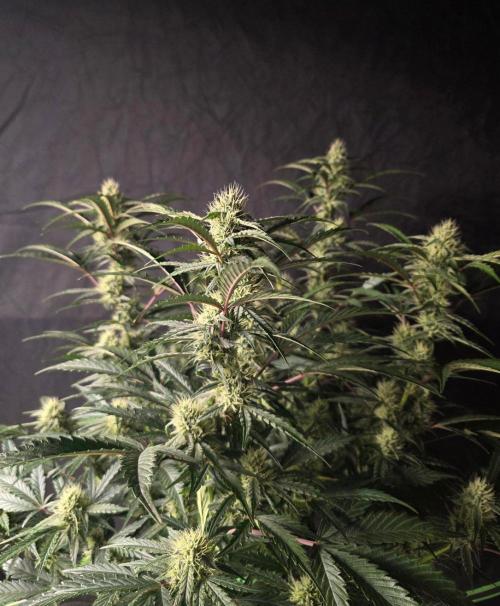 Pure Michigan Auto. Week 8 - Tag 51